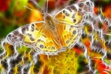 Colorful Line Butterfly High Definition Wallpapers Wallpapers At ...