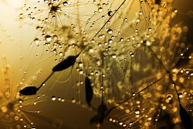 Rain Beads Wallpapers And Images   Wallpapers, Pictures, Photos