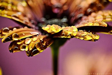 Nature's Beads   Wallpapers By Cluke111 On DeviantArt