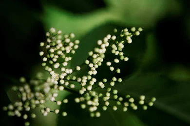 1920x1200 White Beads Desktop PC And Mac Wallpapers