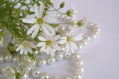 Download Wallpapers 3840x2160 Flowers, White, Small, Beads, Pearls ...