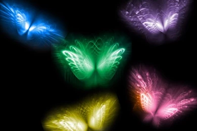 Butterflies Google Search