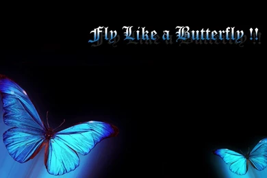 3d Butterfly Wallpapers