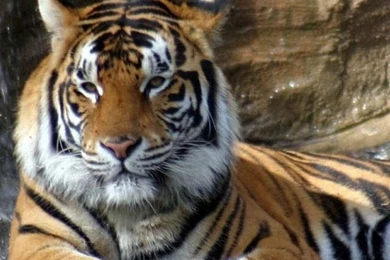 Iphone4 LSU Tiger.jpg