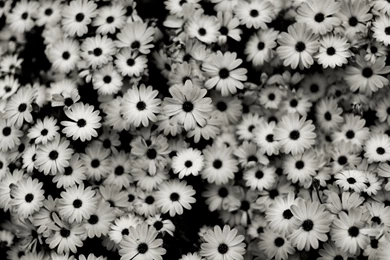 Download Wallpapers 1920x1080 Black White, Flowers, Grey, Daisies ...