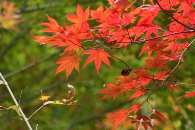 Travel Japan   Beautiful Fall Scenery In Rokkosan 1440x900 NO.5 ...