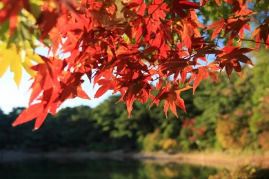 Travel Japan   Beautiful Fall Scenery In Rokkosan 1280x800 NO.33 ...