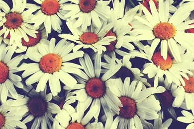 Vintage Flowers Wallpapers HD   HD Wallpaper Backgrounds Of Your ...
