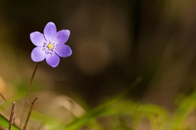 Violet Flower Desktop Backgrounds Hd Wallpapers