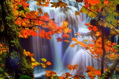 Attractions In Dreams Trees Nature Fall Leaves Beautiful ...