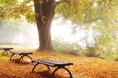 Foliage In The Park Wallpapers