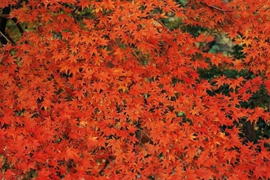 Autumn Scenery Wallpapers   Fall Leaves & Trees14   Wallcoo.net