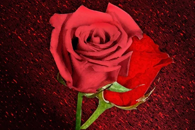 Red Rose Wallpapers 65229