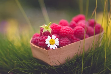 Raspberries Berry Daisy Flower Latest 2014 Desktop Backgrounds ...