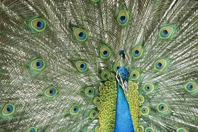 Latest Wallpapers For Desktop   Wallpapers HD Base