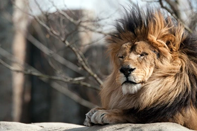 At The Zoo: Lionesses And Lion Wallpapers :: HD Wallpapers