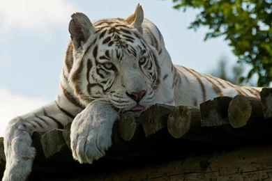 White Tiger Android Wallpapers   Mbagusi.com