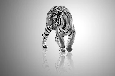 Free White Tiger Wallpapers Picture @3IH « Wallx