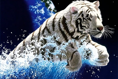 White Tiger Image Wallpapers Hd Stay1007