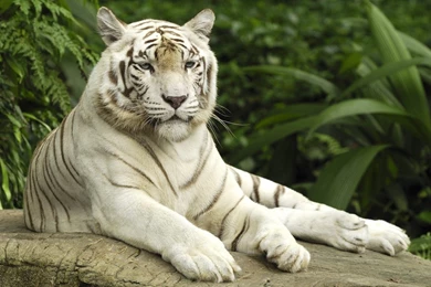 White Tiger Image Wallpapers Hd Stay1001
