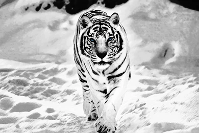White Tiger Image Wallpapers Hd Stay1011