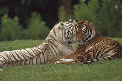 White Tiger Stay1028