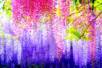 Colorful Leaves Computer Wallpapers, Desktop Backgrounds ...