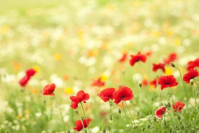 Beautiful Nature & Landscapes Wallpapers