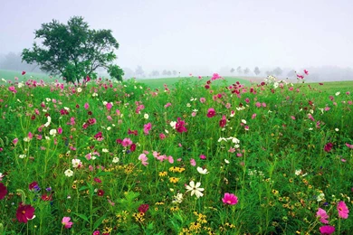 Household Flowers Desktop Wallpapers