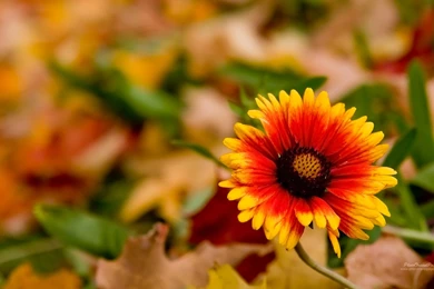 Nature Flowers Wallpapers   Desktop Backgrounds