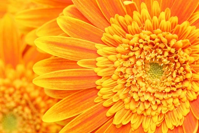 Flowers, Cherries, Widescreen, Wallpapers, Diamonds (