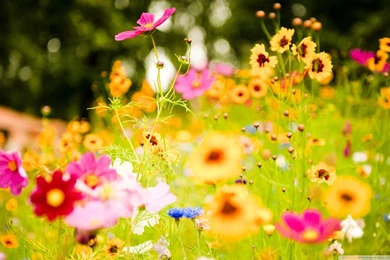 Flowers, Soustons, France HD Desktop Wallpapers : Widescreen : High ...