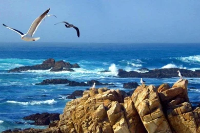 PEBBLE BEACH CALIFORNIA WALLPAPER   (