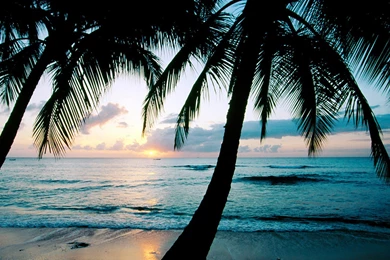 Sunsets, Ocean, Beach, Waves, Palm Trees, Seascapes, Palms ...