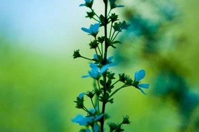 35+ Best iPhone Wallpapers