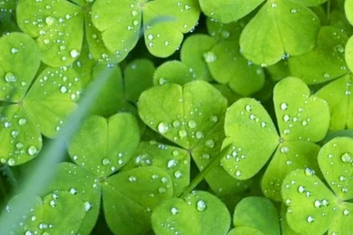 30+ Nature Wallpapers For iPhone