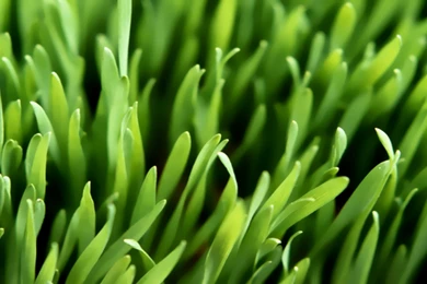 Longhorn Aerograss Redone By Dafmat71 On DeviantArt