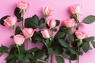 Rose Pink Backgrounds   Wallpapers Cave