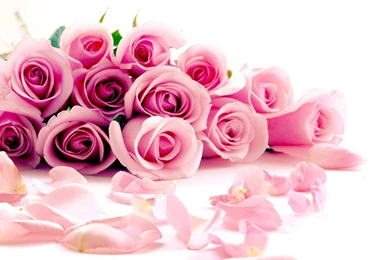 Pink Rose HD Wallpapers