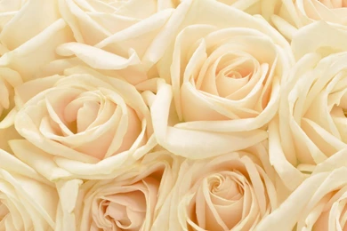 White Rose Hd Backgrounds Wallpapers Hd Wallpapers