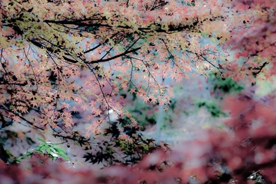 Jeffrey Friedl's Blog » Pastel Fall Foliage, Courtesy Of Lightroom ...
