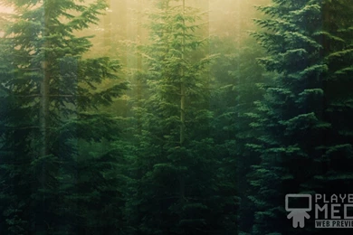 Calming Nature Green 4 Motion Backgrounds