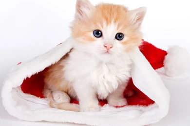 Funny Wallpapers Love   Wallpapers Cave