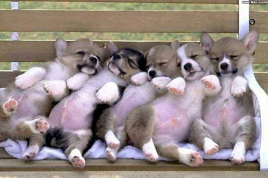 Funny Cute Dog Pictures   HD Wallpapers Lovely