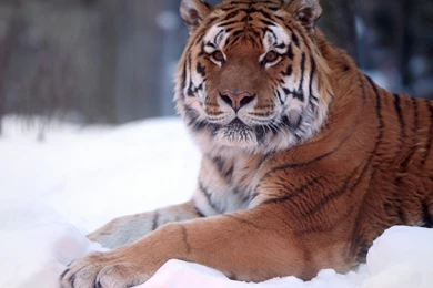 Wallpapers Pixels Wide And Tall Tiger Snow Animal 2048x1152 ...