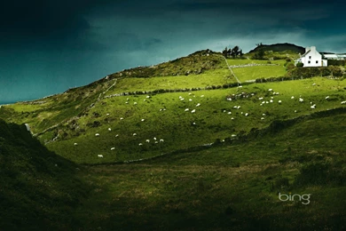 Sheep's Head Ireland Computer Wallpapers, Desktop Backgrounds ...