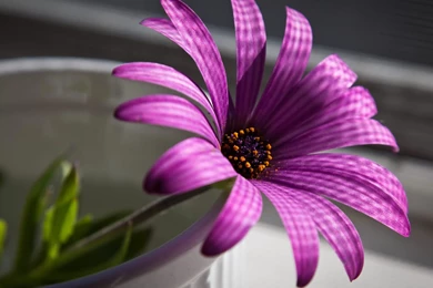 Best Flower Wallpapers Hd