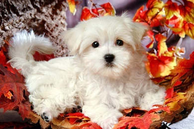 Maltese Puppies Wallpapers
