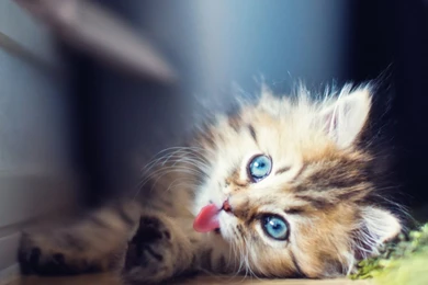 Cat Desktop Wallpapers My Name Is Puff