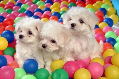 72Pics] Cuddly White Maltese Puppies (Vol.1)   1600*1200 White ...
